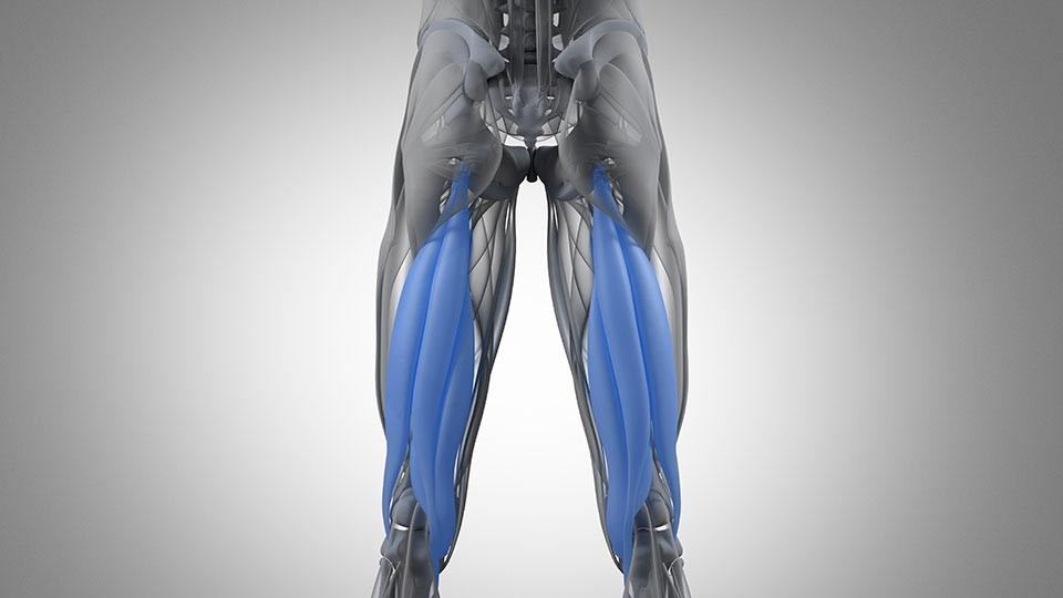 Hamstrings and Running